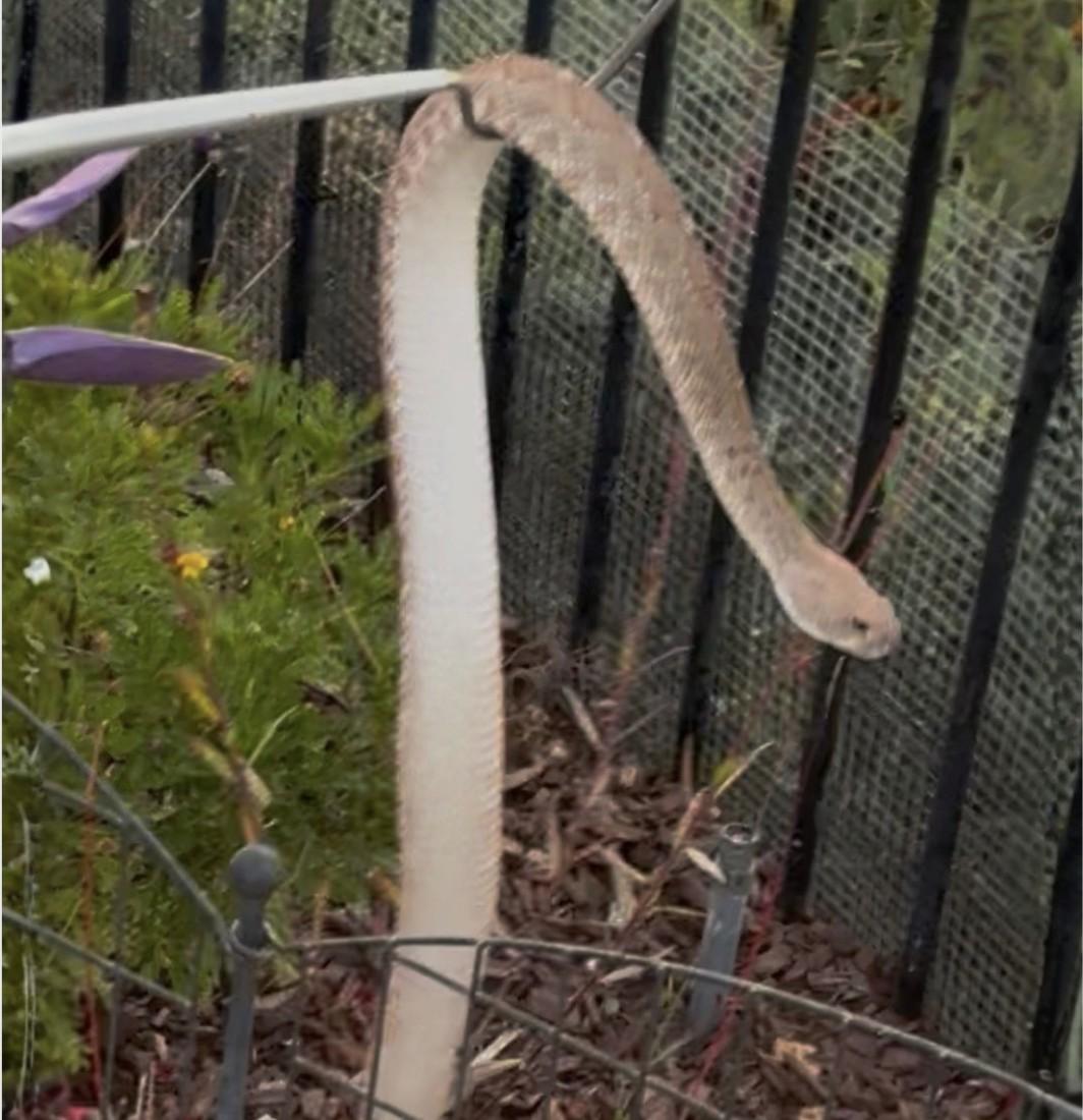 A rattlesnake coiled on a garden trellis in Wayne Partello's backyard.